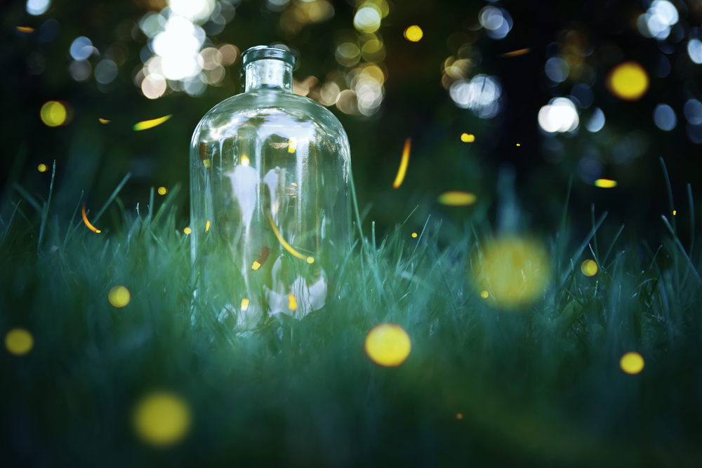 Fireflies in jar, catching fireflies ©Suzanne Tucker